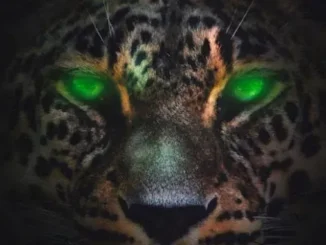 Desiigner – Jaguar