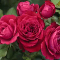 Angie Keyz – Jesus you are my valentine Mp3 Download